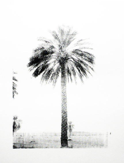 palm trees of iraq